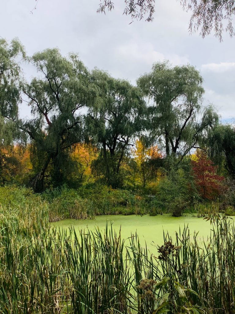 The picture was taken at Wickham Park in Connecticut. Image description: Color photograph. The water is a mint green and surrounded by tall grass and trees. Weeping willow trees are in the background along with trees with red, yellow and orange leaves. The sky is a light blue with puffy white clouds.