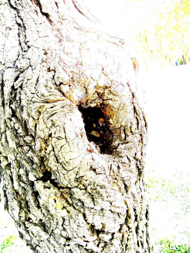 In this color photograph, there are a huge hollow tree and a tiny miniature fisherman sculpture. This is a living tree. The old fisherman and the tree divide the central section of this picture from its front. There was an old fisherman who lived in a hollow tree. He had no arms and moved with difficulty. The picture was taken from a special angle. The light is very strong. Fisherman size: 1.2 inches × 1.2 inches  × 1.2 inches. Photograph size: 5 x 7 inches.