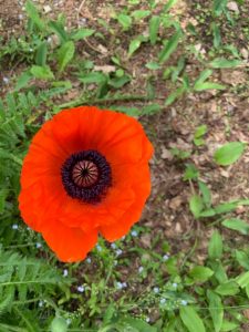 A red-orange poppy flower photographed from above, appearing like a red-orange dragon’s eye. Below the flower are sprigs of tiny blue flowers and other sparse green plants on a bed of brown dirt and leaves.