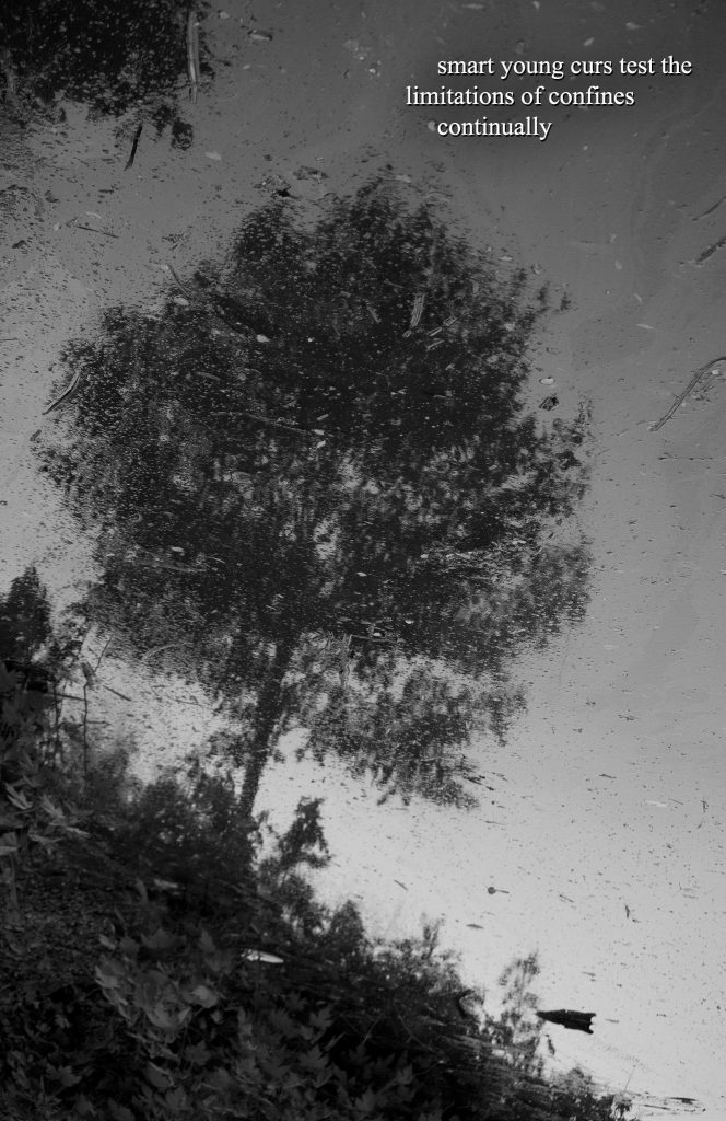 dark reflection of a tree