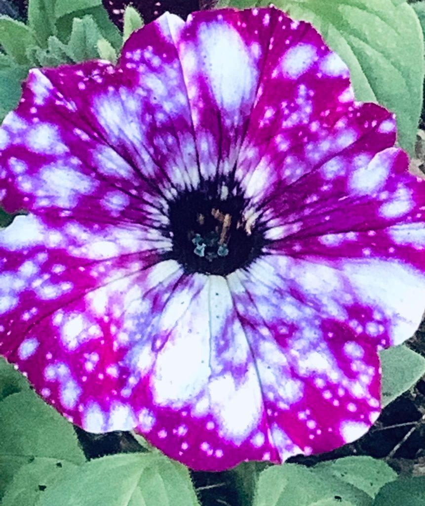 Color photograph. The flower is a purple petunia with large white spots on the petals. It also has dark green leaves. I found this flower on one of the many walks in Butler, Pennsylvania.