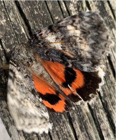 Photograph of an Ilia Underwing moth (also referred to as a “Beloved Underwing” or “The Wife”) whose wings are only partially unfurled. She is sitting on a very weathered wooden beam; most of her coloring is in shades of brown or gray with some white specks, creating camouflage to make her appear like tree bark; she is almost blending in with the wood underneath her. She has bright and bold orange lower hindwings, with two black bands across them, partially folded underneath her.