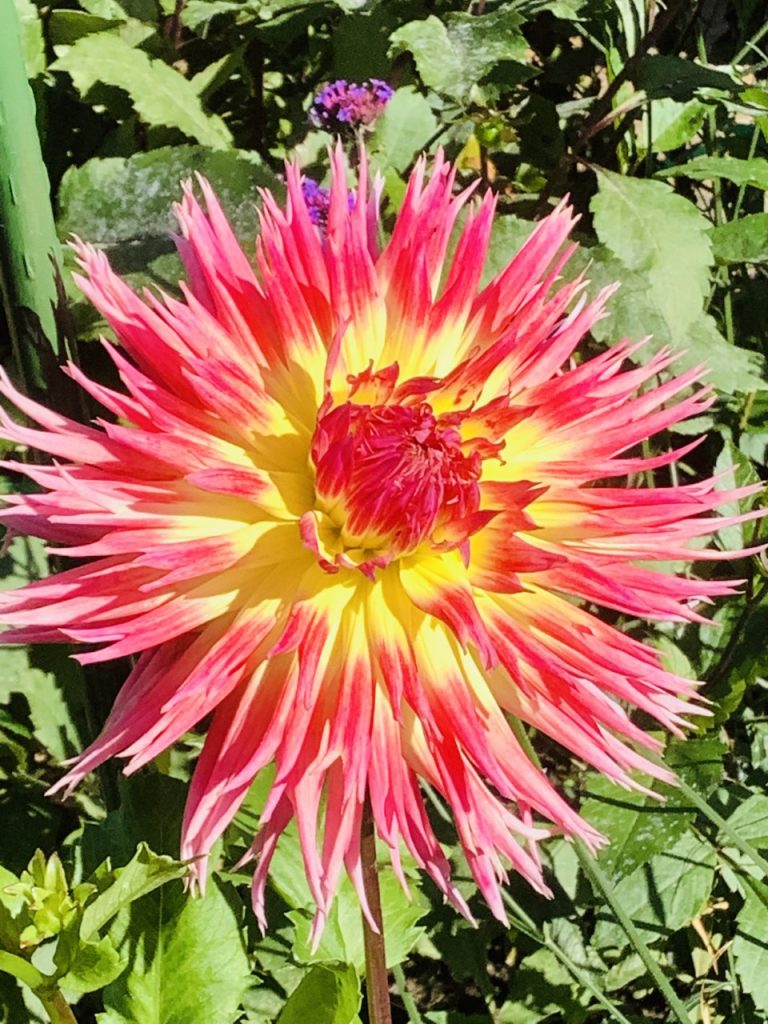 Color photograph of a fire flower in Pittsburgh, PA. A bright pink flower with a yellow center and pink bud. The flower is round like the sun, with petals that splay out like rays of the sun. The background has green leaves and grass along with tiny purple flowers.