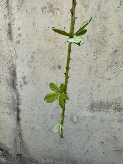 A single blackberry vine grows down a gray concrete retaining wall that is scuffed with age. The vine has a few sparse leaves and clearly delineated thorns. It is both lonely and valiant, growing out on its own. It reaches down from a meadow that is unseen at the top of the wall.