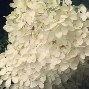 a Daddy Long Legs spider crawling over white hydrangea blossom