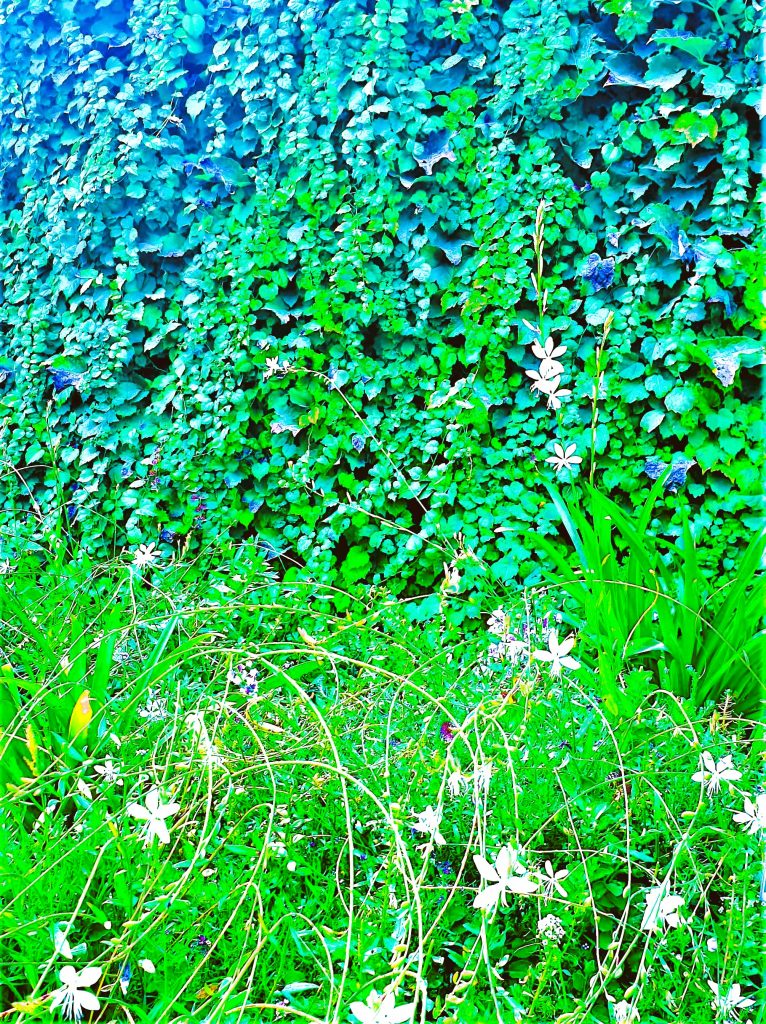 A wall of ivy behind a bed of greenery with stems, flowers, and leaves in varying states of growth and decay. These flowering plants with pods parsimoniously represent the cycle of life. Ivy2 = A plant community incorporating English Ivy teaches the importance of tolerating "other species."