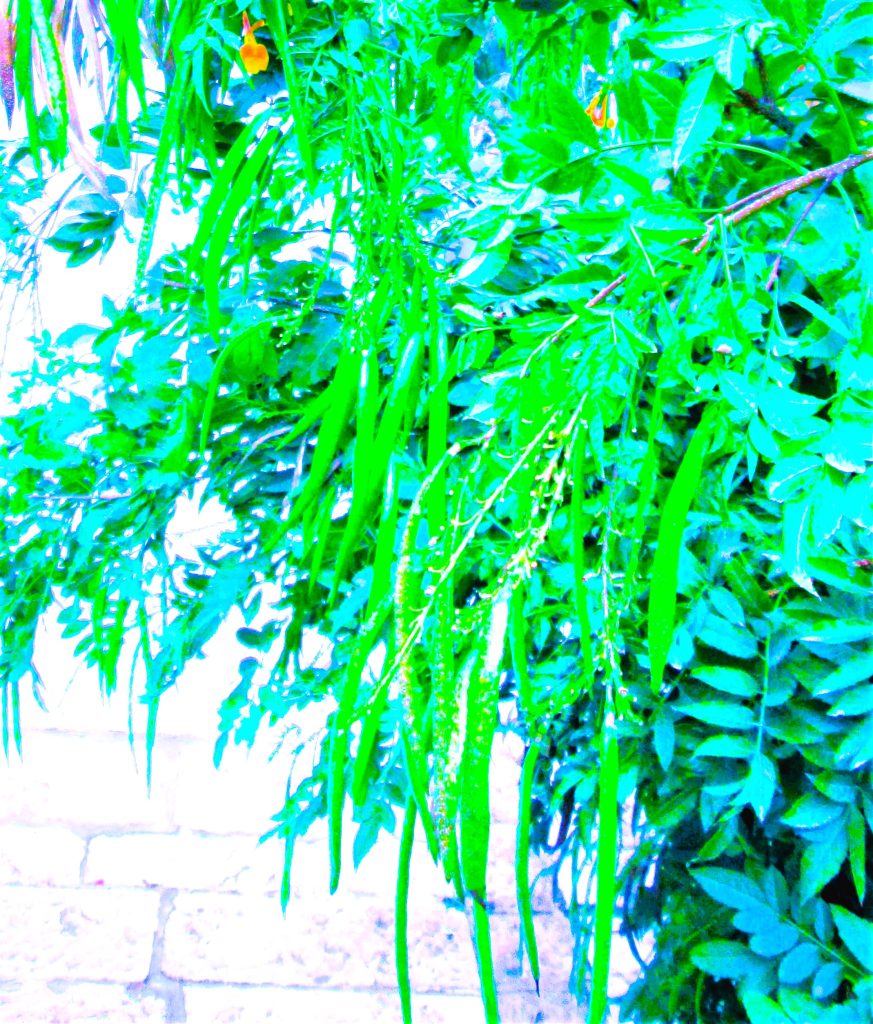 Branches and fronds of vibrant green flowering plants with several long, hanging green pods amongst other shrubbery in front of a white-washed brick wall. Pods4 = These flowering plants with pods parsimoniously represent the cycle of life.