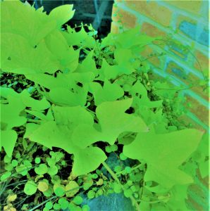 Close up of a vibrant bright green sweet potato vine next to a bricked wall, with smaller round leaved vines growing in and around it. Sweet Potato Vine = Ordinarily grown from mere plant slips, this vine calls to mind that perseverance, coupled with good fortune, can triumph over adversity.