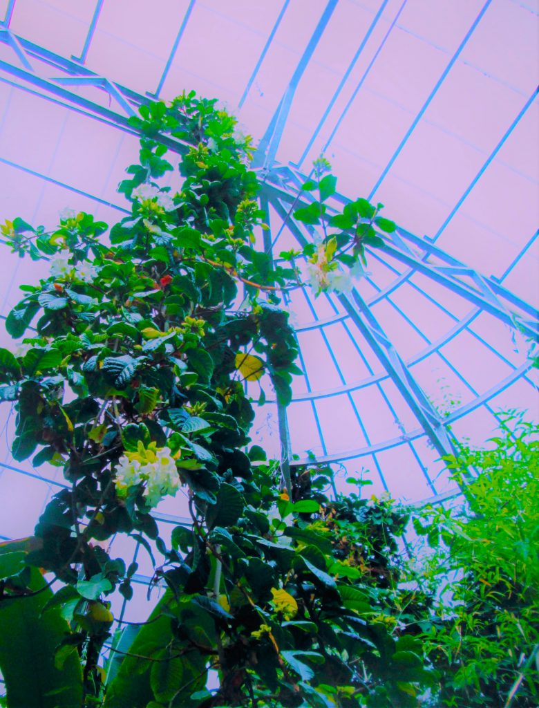 A leafy vine growing towards the ceiling of a greenhouse-style canopy, with tendrils wrapped around support struts. There are sparse flowers and random yellowing leaves. Other green plants surround the vine on the bottom.Reaching = We must look Heavenward to restore ourselves.