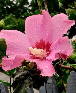 Raindrops on a pink Hibiscus Flower