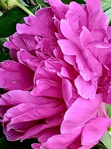 A hot pink flower from Butler PA