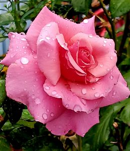 Raindrops on a pink rose in Butler PA