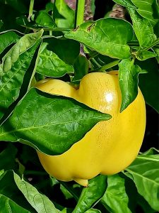 A sweet bright yellow pepper in Pittsburgh PA