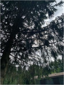 Image description/alt-text: A partly cloudy summer sky occluded behind the branches of a spindly pine tree. Green trees and the roof of a house appear in the lower right hand corner.