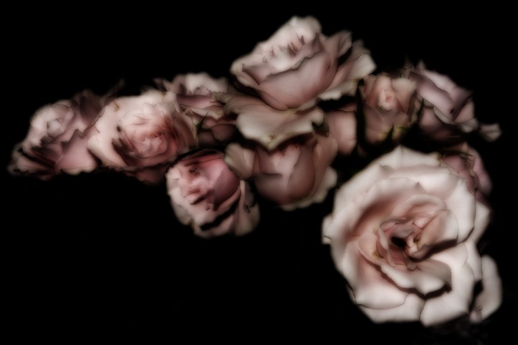 Lynn’s Birthday Roses.” Copyright © 2025 Deborah G. Munro. Reprinted with permission. Image caption: Manipulated high-resolution color photograph. A cluster of light pink roses is shown diffusely on a black background. JPG file (3000 x 2000 pixels, 10” x 6.67” at 300 dpi) of the image. The original photograph is 6000 x 4000 pixels, or 20” x 13.33