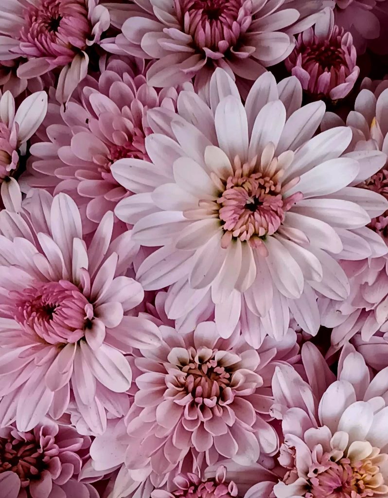 An up-close of several dusky pink mum blossoms sitting on my porch in Butler, Pennsylvania.