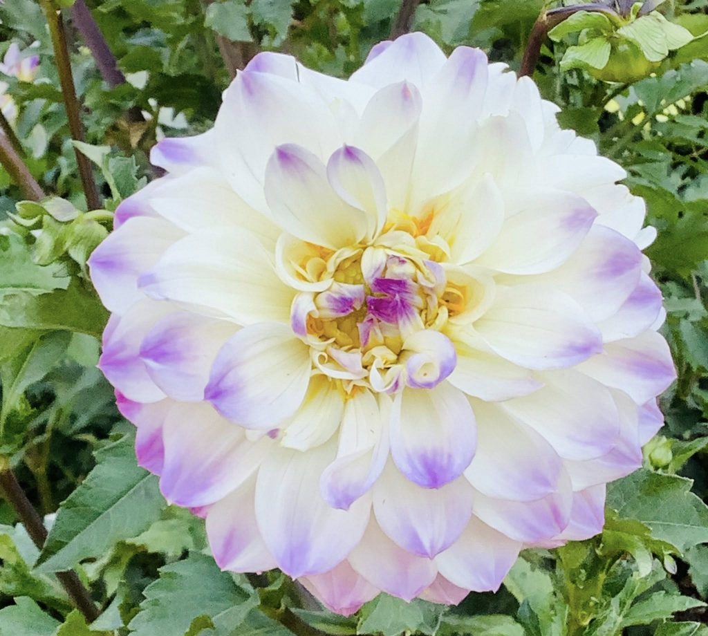 A purple and white dahlia blossom from Riverside Fellowship Gardens, Youngstown, Ohio. The blossom is primarily white with light purple accents at the tip of each petal. The inner receptacle features tightly packed yellowish petals. Surrounding the blossom is a variety of greenery.