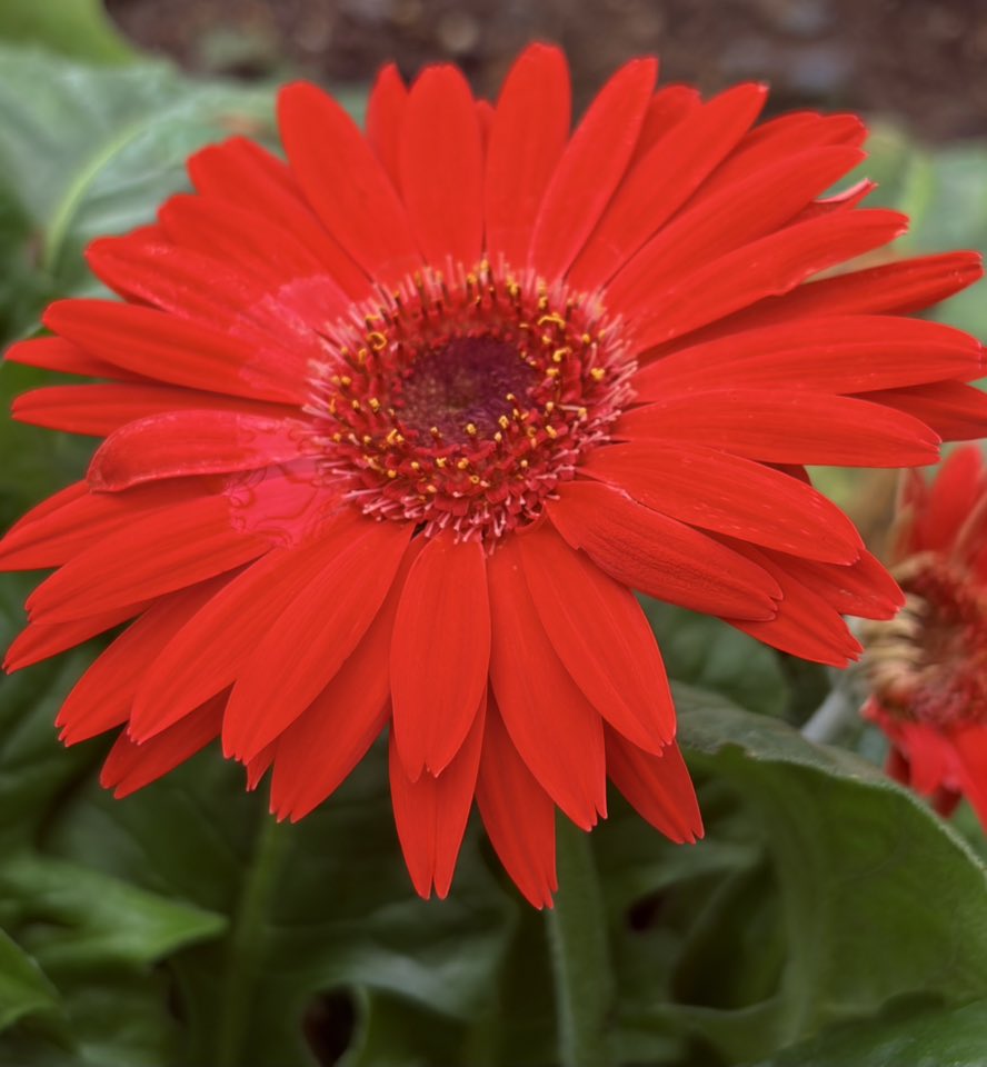 A bright red daisy blossom from Pittsburgh, Pennsylvania, surrounded by miscellaneous greenery. Another newly forming red blossom appears in the backroom on the right edge, slightly out of focus.